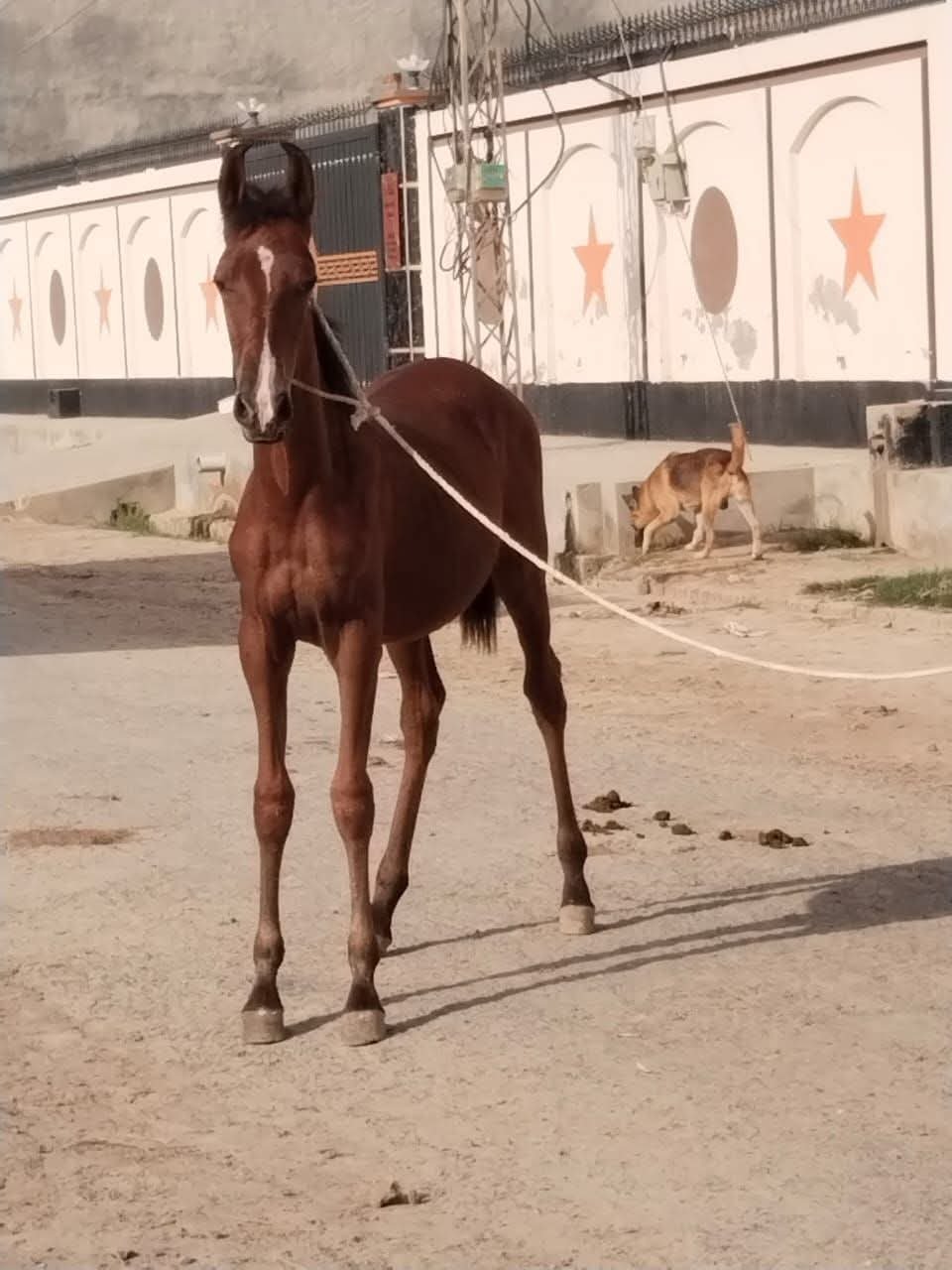 Wacheri horse for sale