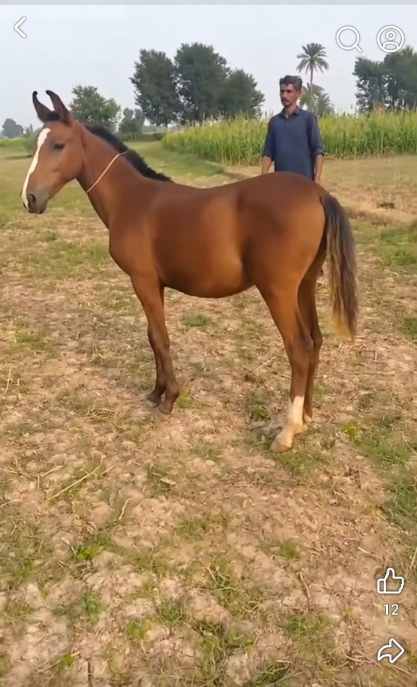 Horse for Sale in Pakistan