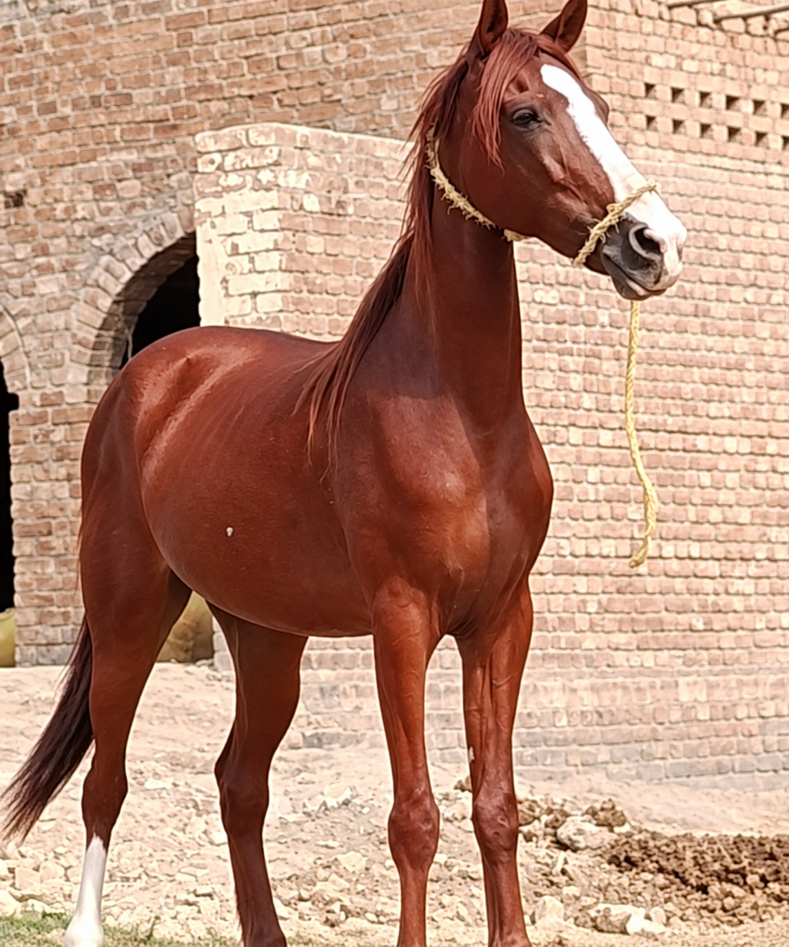 Horse for Sale in Pakistan
