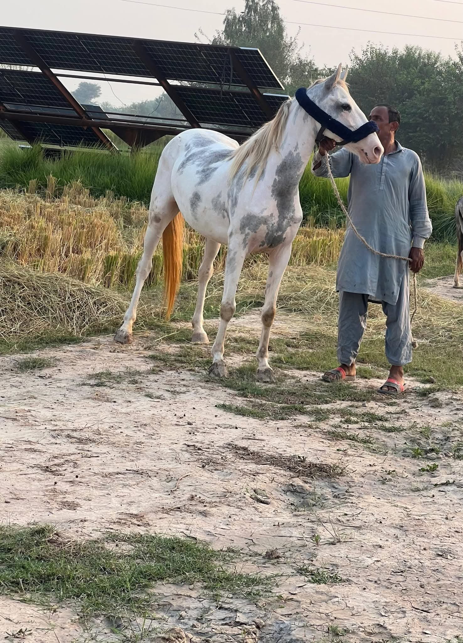 Horse for Sale in Pakistan