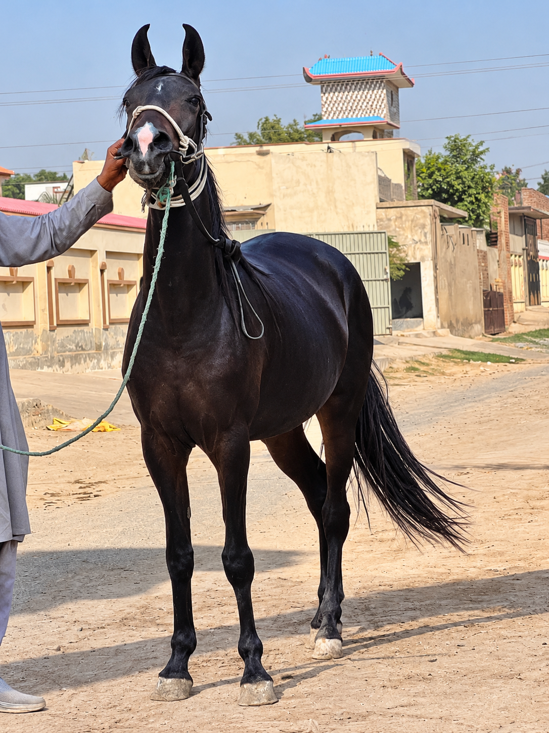 Horse for Sale in Pakistan