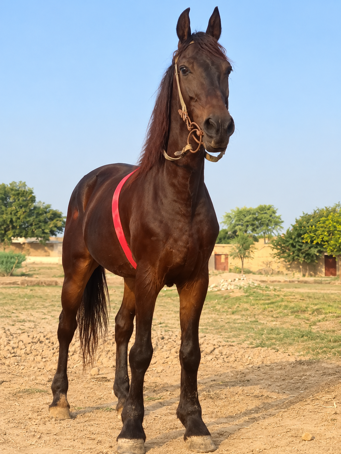 Horse for Sale in Pakistan