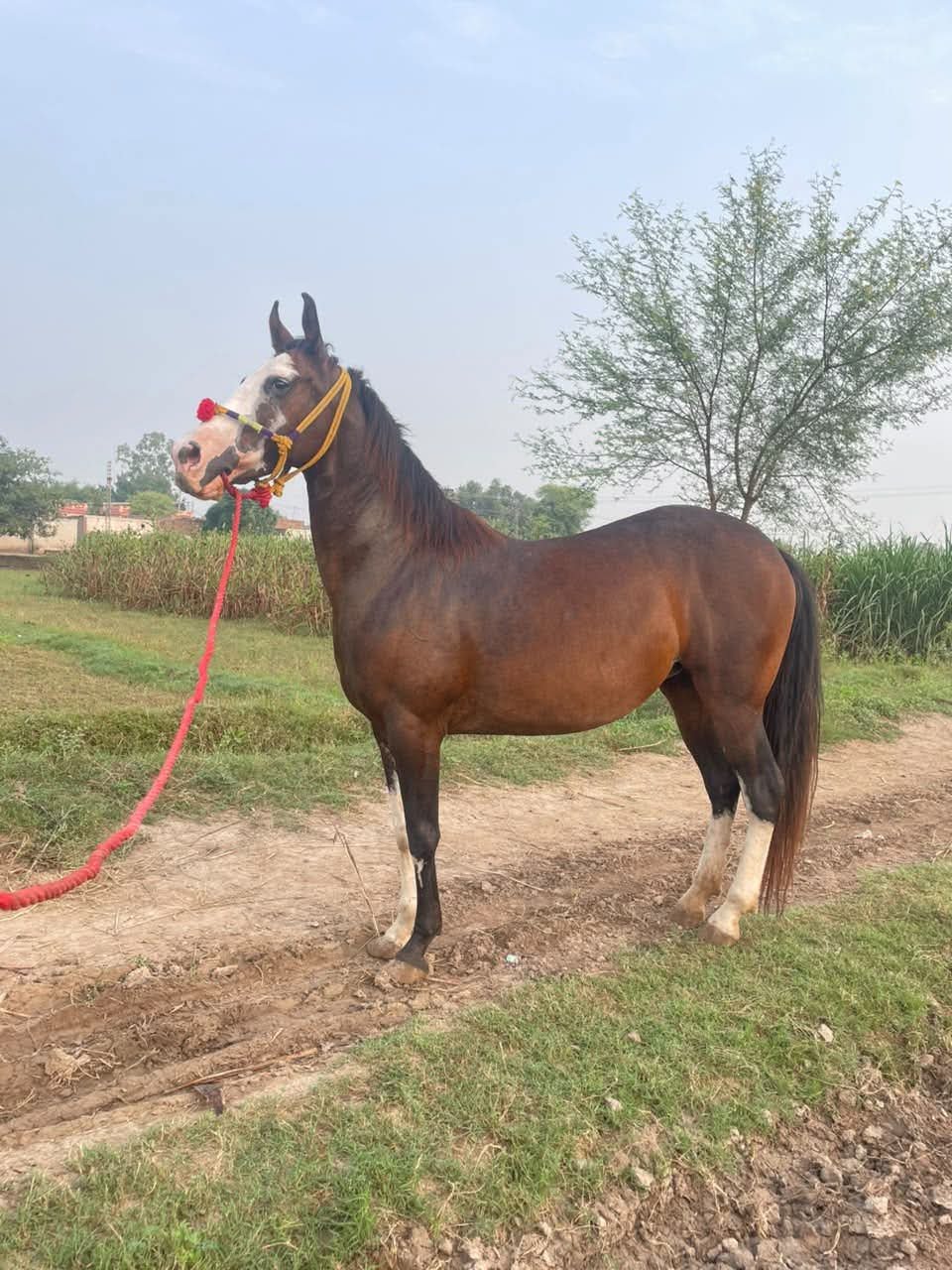 Horse for Sale in Pakistan