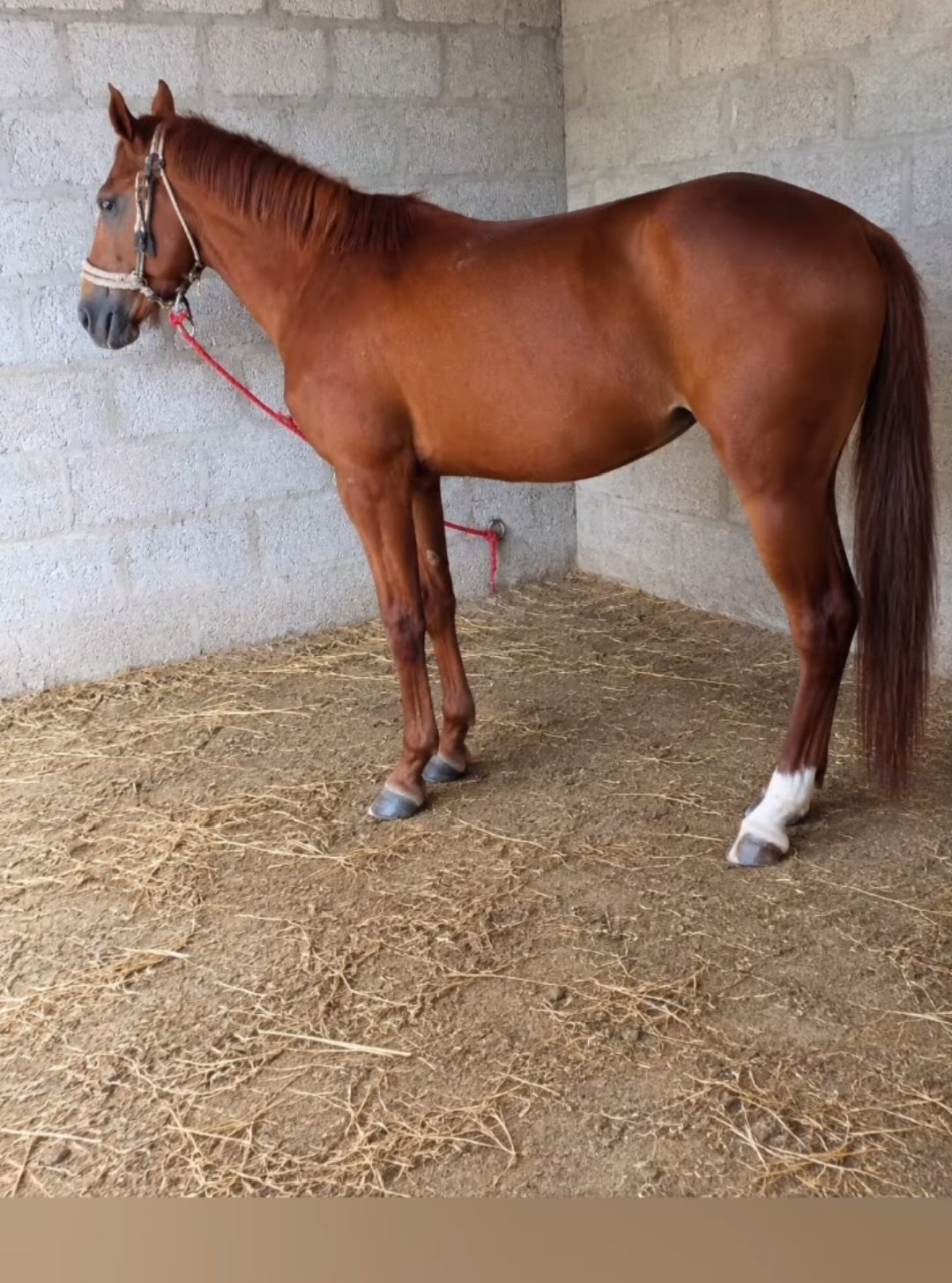 Horse for Sale in Pakistan