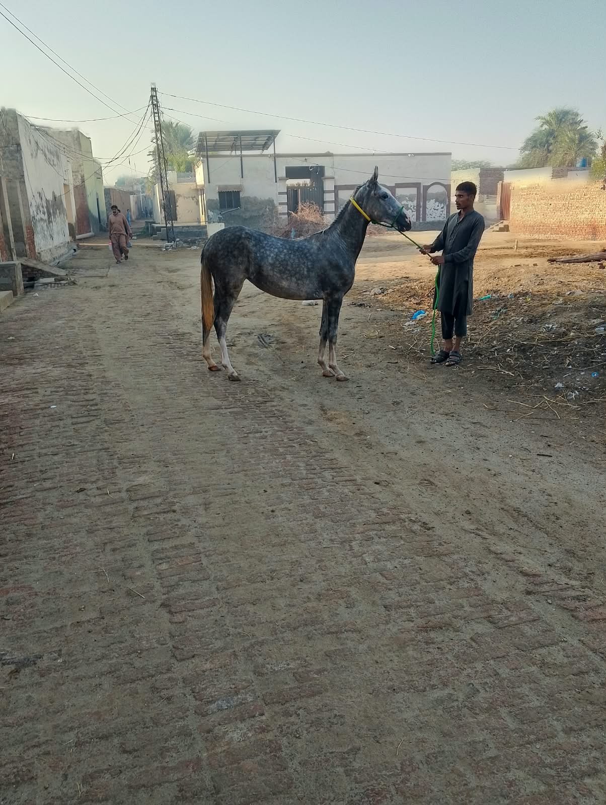 Horse for Sale in Pakistan