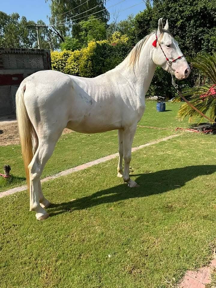 Horse for Sale in Pakistan
