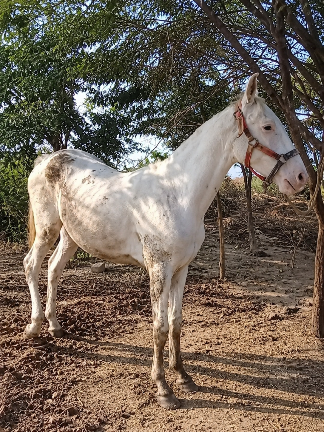 Horse for Sale in Pakistan
