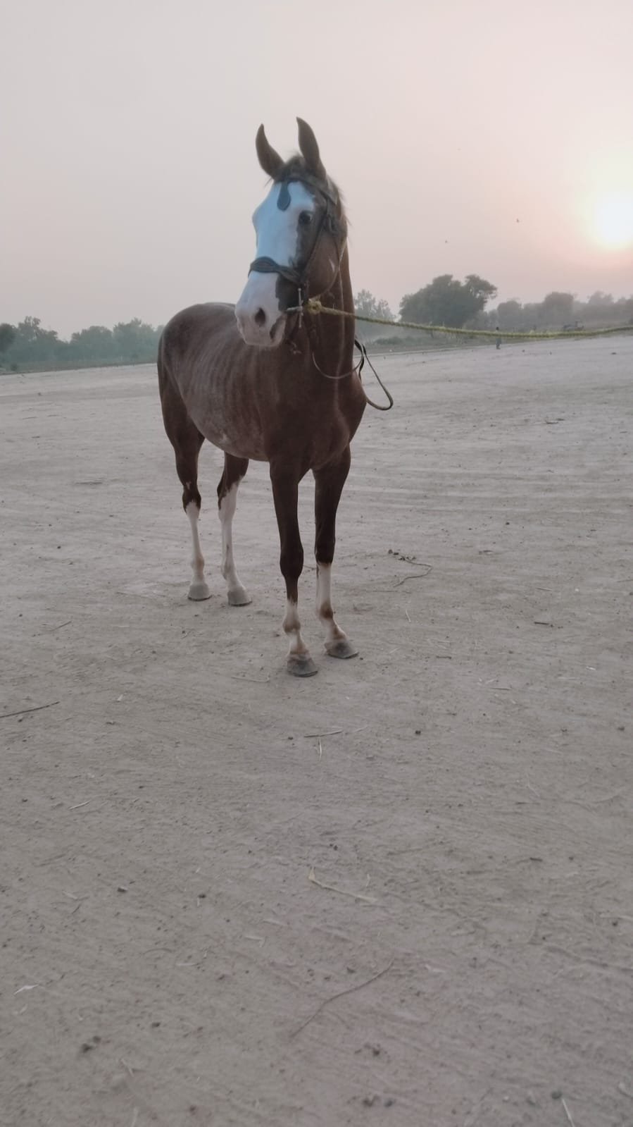 Horse for Sale in Pakistan