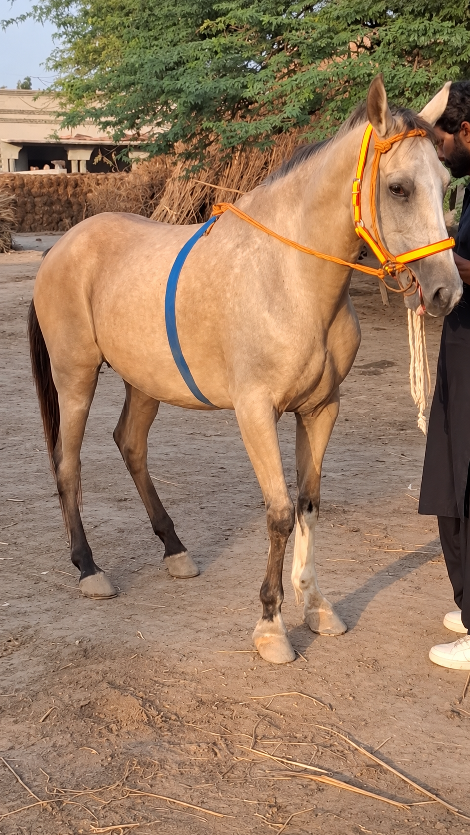 Horse for Sale in Pakistan