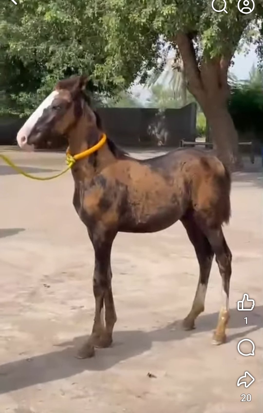 Horse for Sale in Pakistan