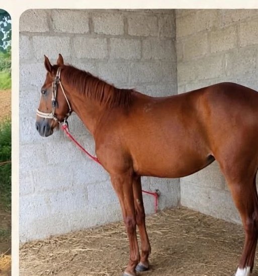 Chestnut Mare Horse for Sale in Pakistan